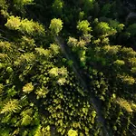 Hotel Forest Park & 4*
