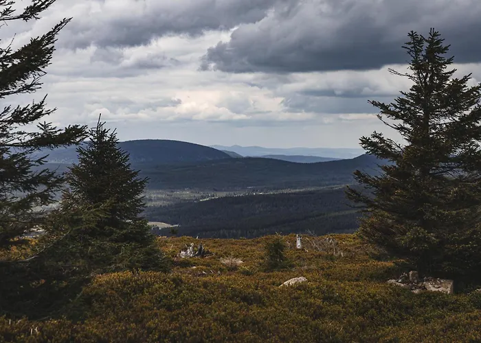 Forest Park & Hotel 4*