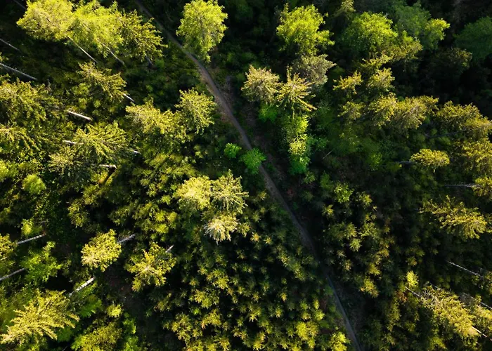 Hotel Forest Park & 4*